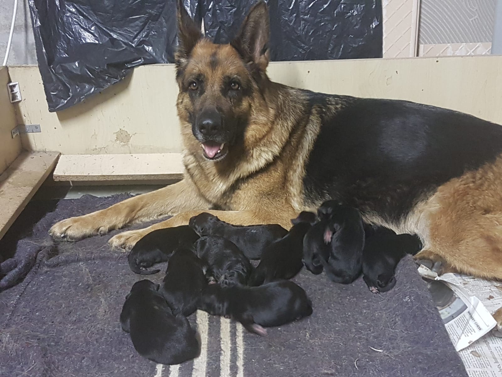 KUTTA FEEDS