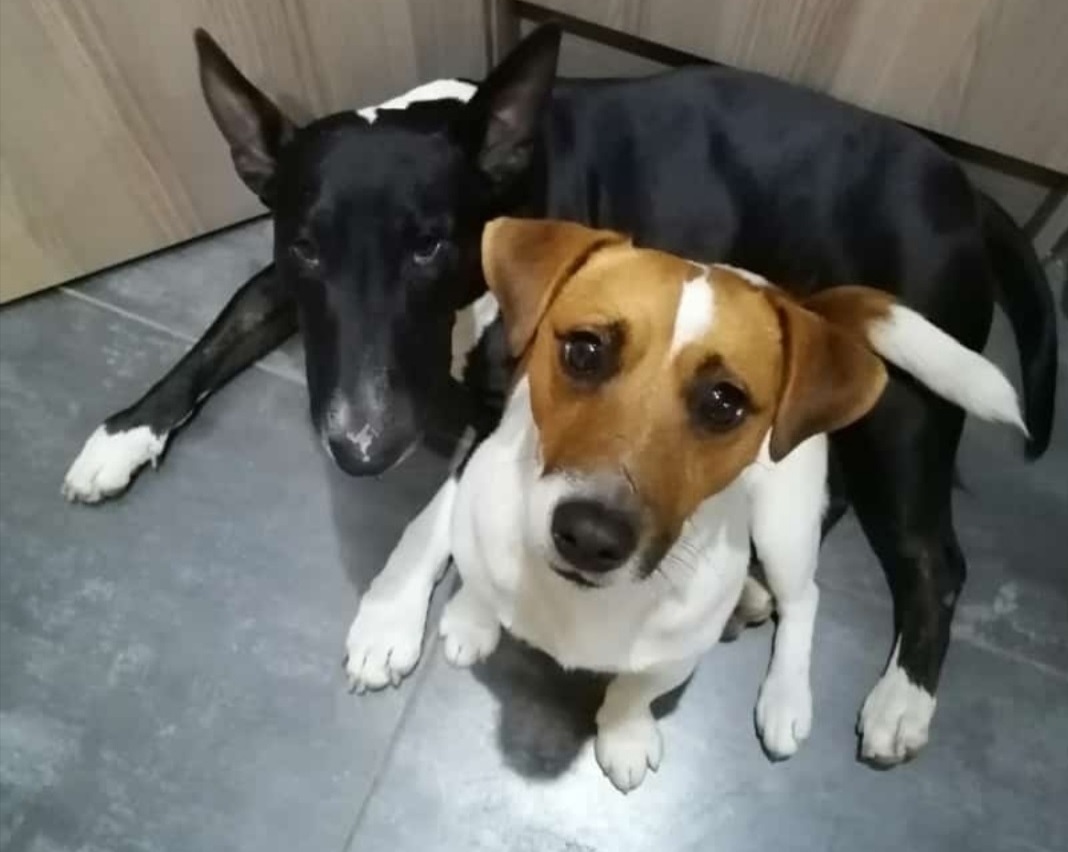 KUTTA FEEDS