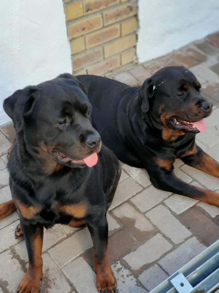KUTTA FEEDS
