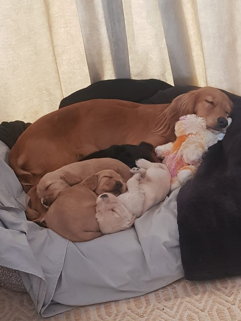 KUTTA FEEDS